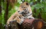 jaguar-animals-of-belize3