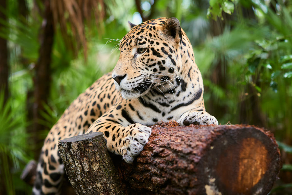 jaguar-animals-of-belize3