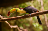 toucan-animals-of-belize1