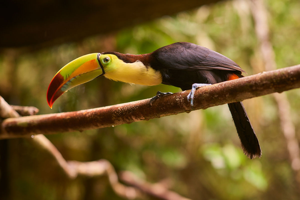 toucan-animals-of-belize1